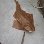 Ocean City shark ray caught on the Judith M charter boat