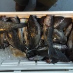 Black fish caught on the Judith M charter boat