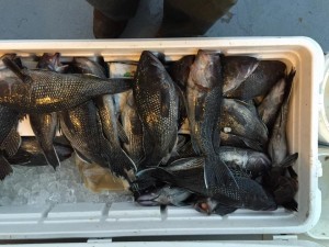 Black fish caught on the Judith M charter boat