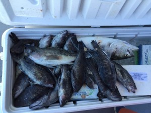 fish caught on Ocean City charter in a cooler