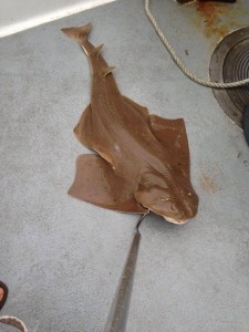 Ocean City shark ray caught on the Judith M charter boat